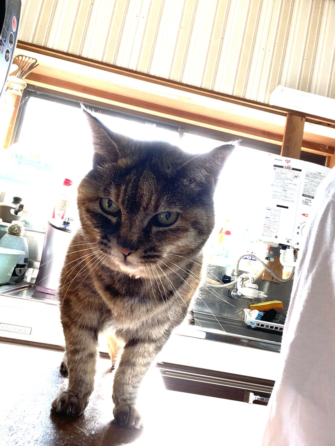 ねこ先輩 on X: 
