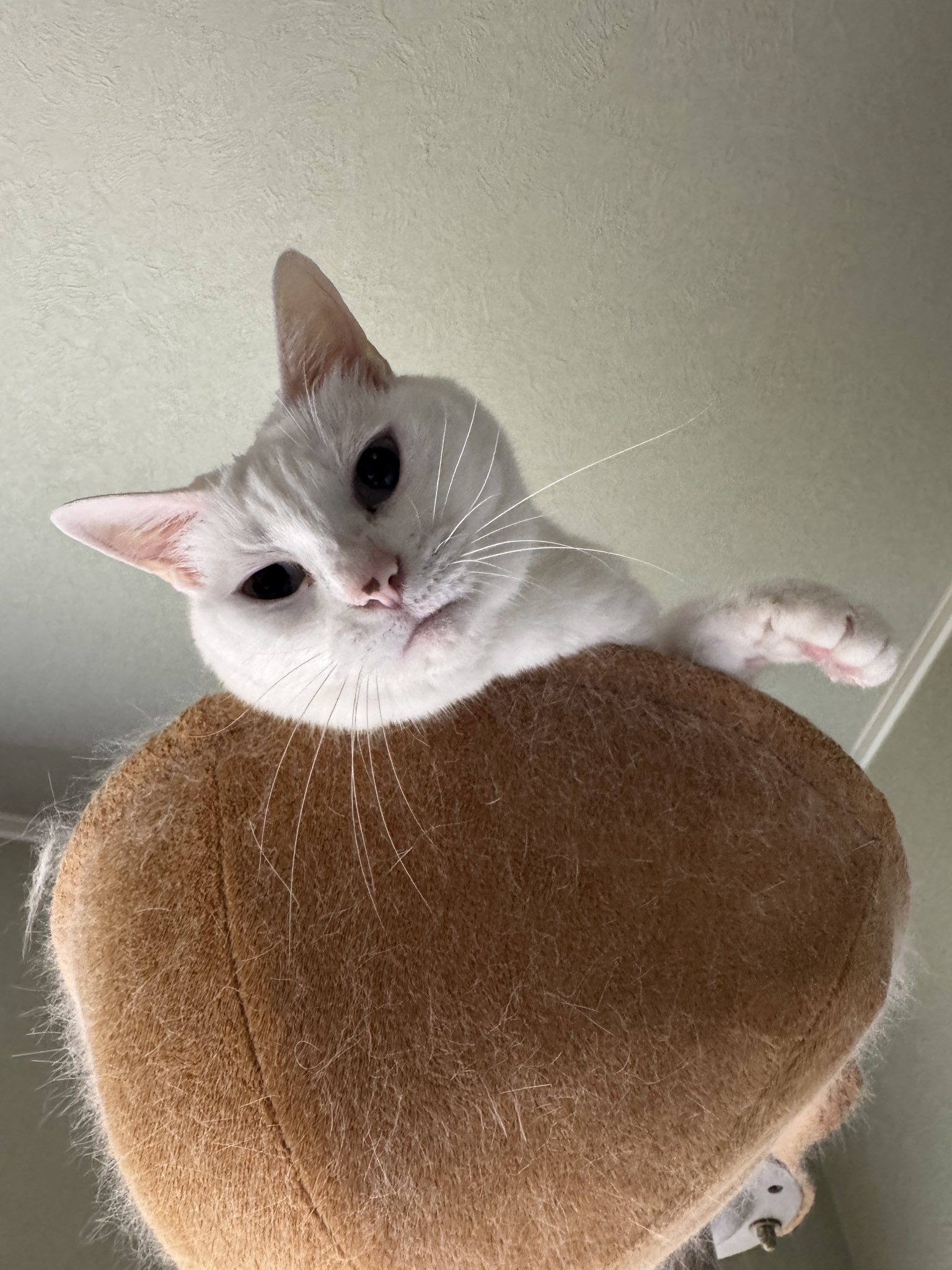 幸猫 🐱幸猫～sachineko～🍀🌈✨️ | 令和7年2月1日 尾張猿田彦神社
