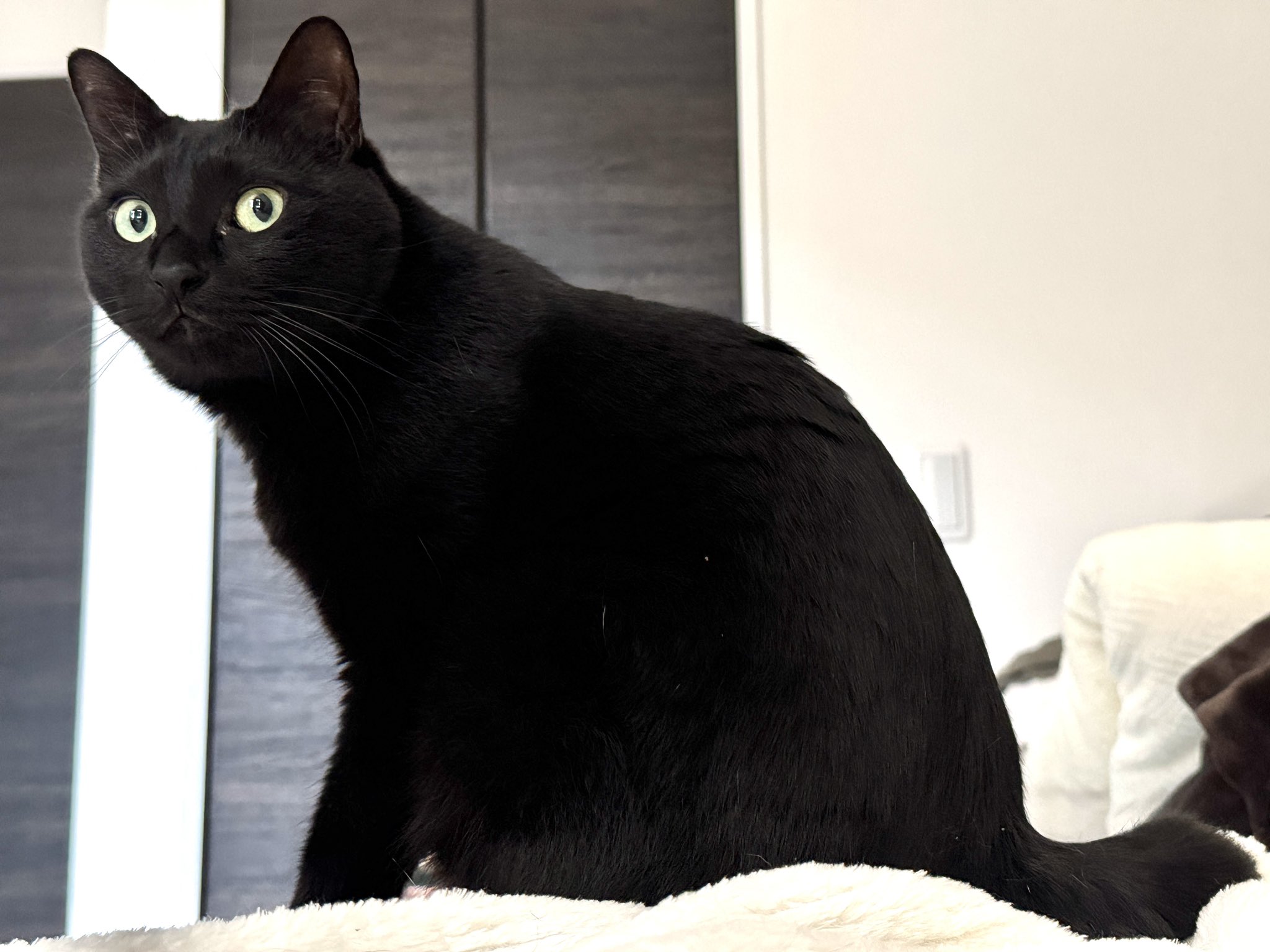 猫様 ONEKOSAMA OINUSAMA キャットタワー 日本製 木製 突っ張り 宇宙