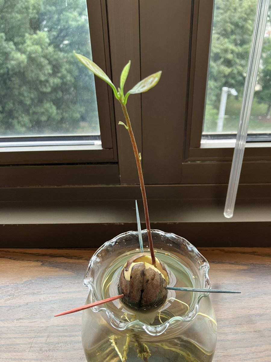 NCGA_Avocado's tweet photo. Lazarus 2.0 on his way to being a functioning avocado plant. https://t.co/t6HslD4kNN