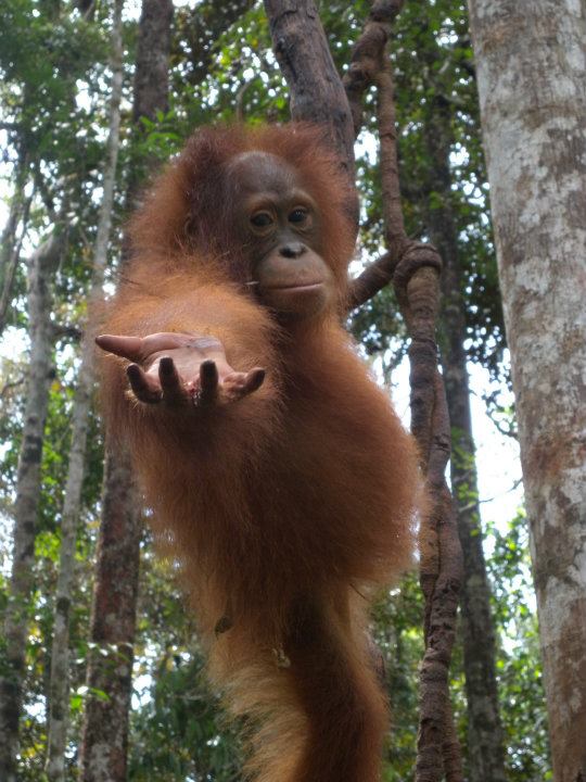 orangulandtrust's tweet image. We’ve teamed up with @Farewill to make writing your will simple and free of charge!
There’s no obligation to include a gift to Orangutan Land Trust in your free will, but any gift, however small, can help save #orangutans.
Write your FREE will: farewill.com/orangutanlandt…
