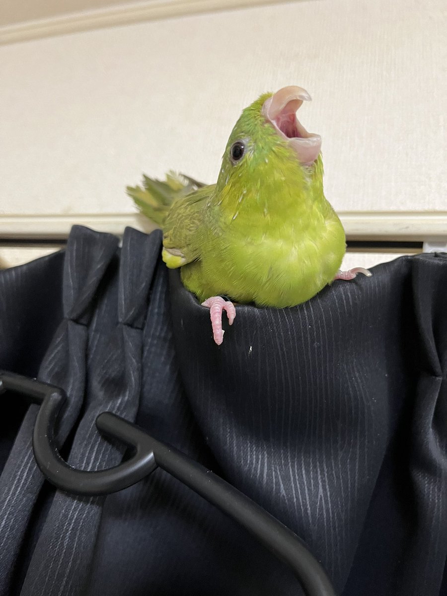 🧚‍♀️💫カーテンの妖精🧚‍♀️💫

⟡.*ずんだ⟡.*