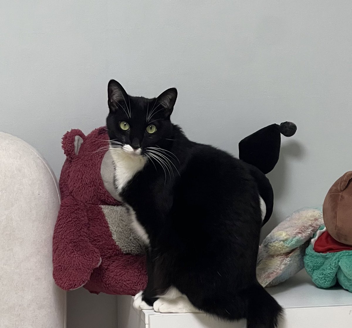 이랬는데                 요래됐그등예 (아님)
밥풀이와 두더지로 보는 크기 체감짤