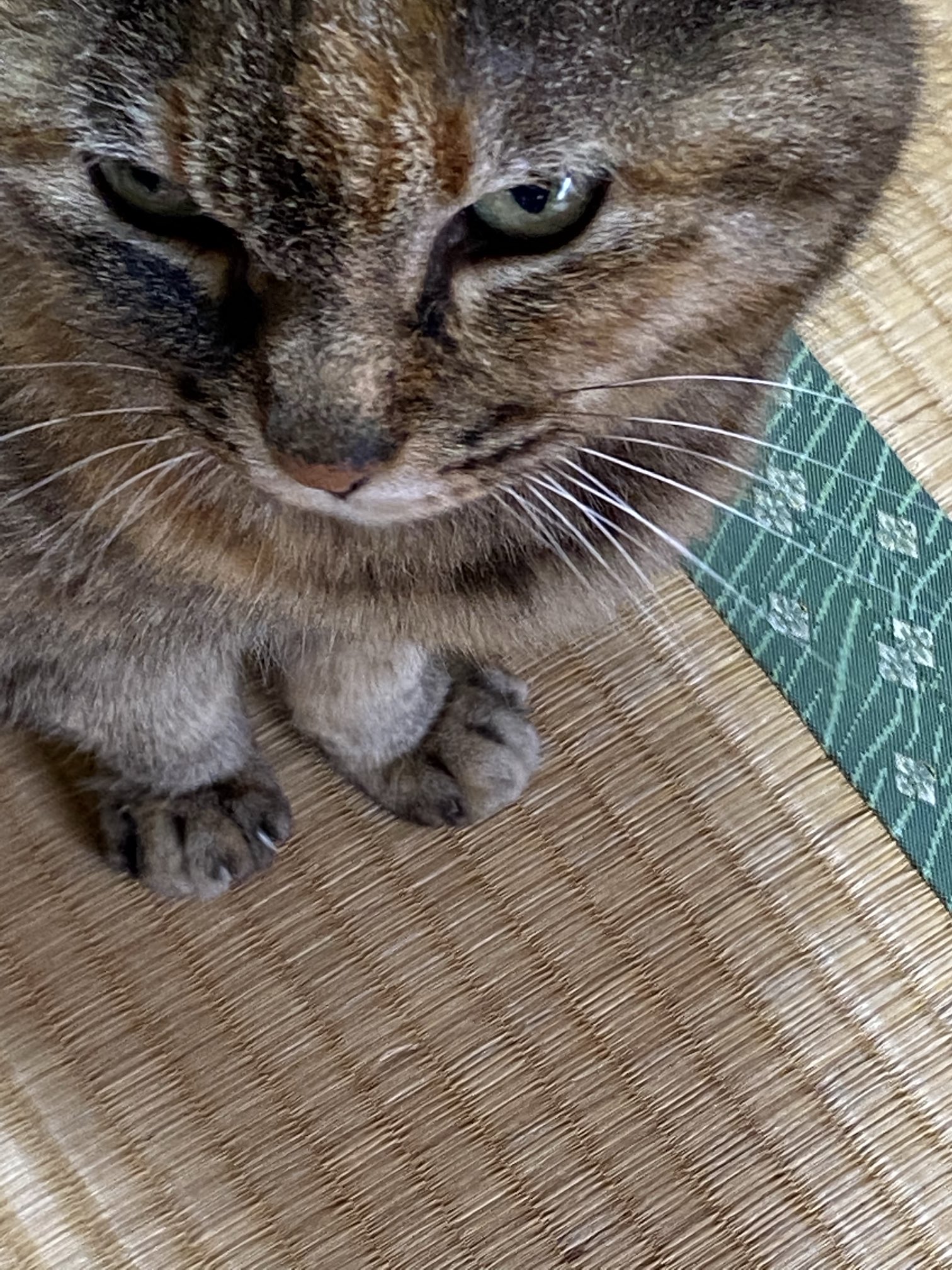 猫先輩  2点 ねこ先輩 on X: 