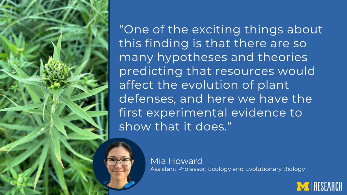 UMichResearch's tweet image. A study led by @UMich scientist Mia Howard showed that goldenrod that grew in fields fed annually with agricultural levels of nitrogen may be more likely to defend against insects. myumi.ch/dgrg4