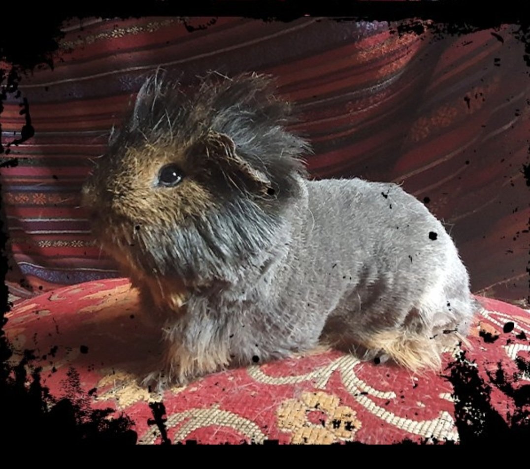 huismuizen's tweet image. Wij adopteerden in 2023 Gijsje die uit een woning kwam van een vrouw met 417 verwaarloosde cavia's. Inmiddels is er opnieuw een vrouw met een zelfde soort situatie maar nu voor de 2e keer. Opnieuw honderden cavia's. Levenslang houdverbod aub ipv 1 jaar! 🙏
powned.tv/article/honder…