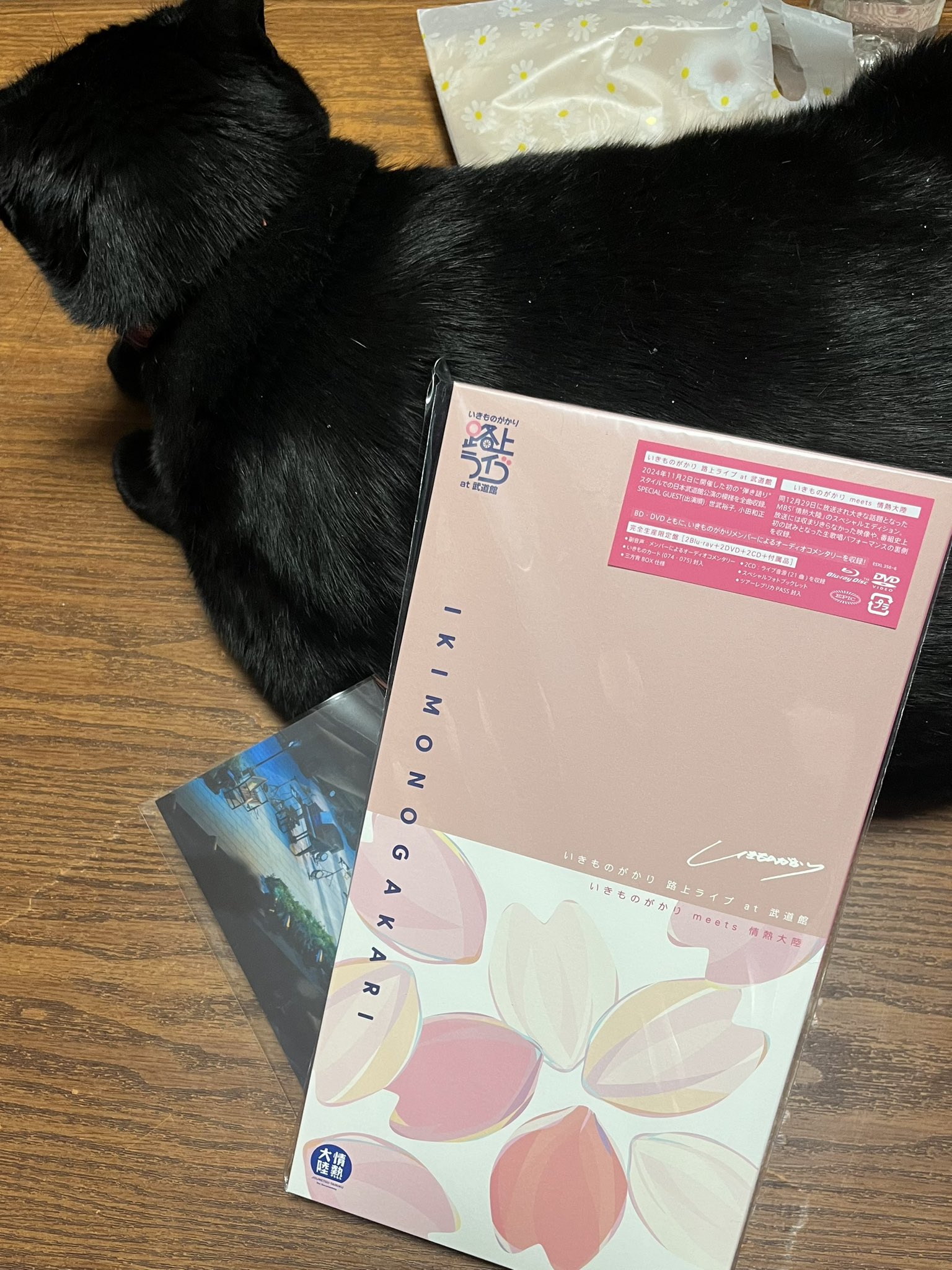 いきものがかり/路上ライブ at 武道館/いきものがかり meets 情熱大陸… Amazon.co.jp: いきものがかり 路上ライブ at 武道館 / いきもの