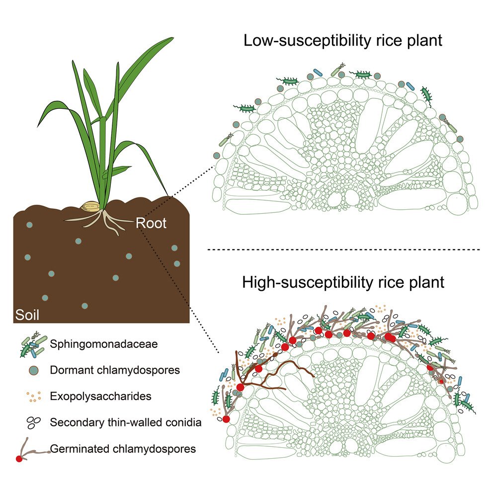 cellhostmicrobe's tweet image. Collection: Plants!!!
Browse our collection of recent reviews and articles on how microbes influence plant health, acting positively through beneficial interactions or negatively by causing disease.
cell.com/cell-host-micr…