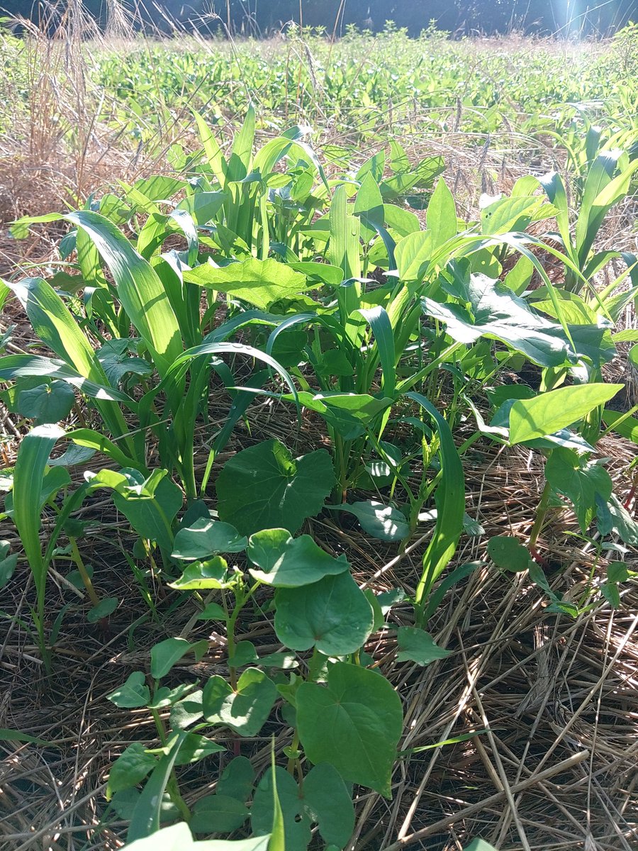 JeffMurphy10's tweet image. Pumpkin Milo cowpeas sunflower buckwheat going!

Shop heritage flour Murphygenerationsfarm.com