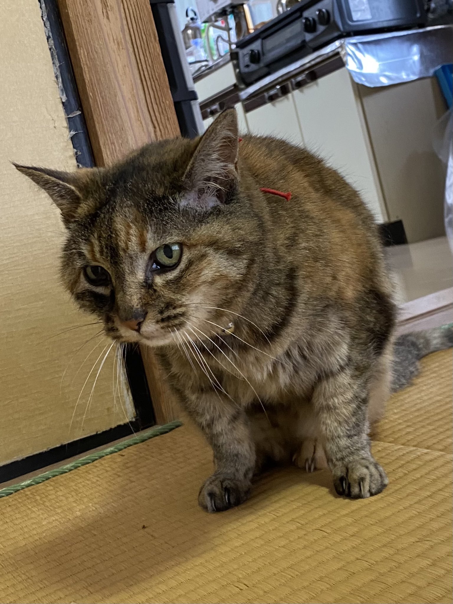 ねこ先輩 on X: 
