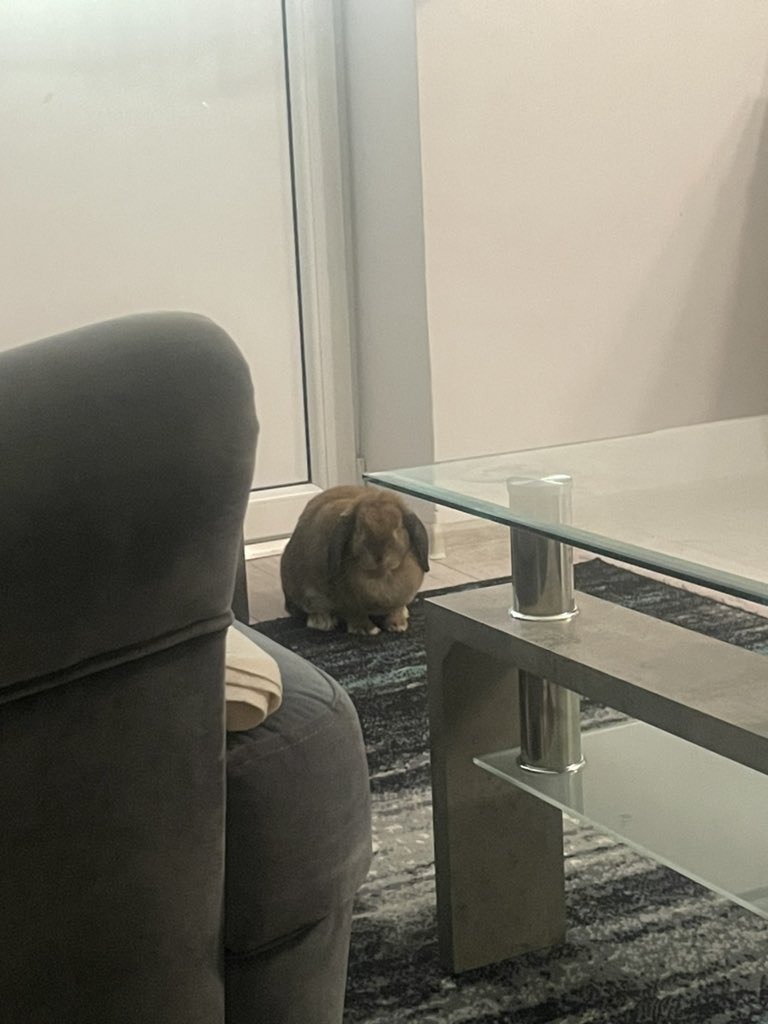 cinnamloaf's tweet image. she heard the „nooo la polizzziaaa” sound from tik tok and definitely didn’t like it