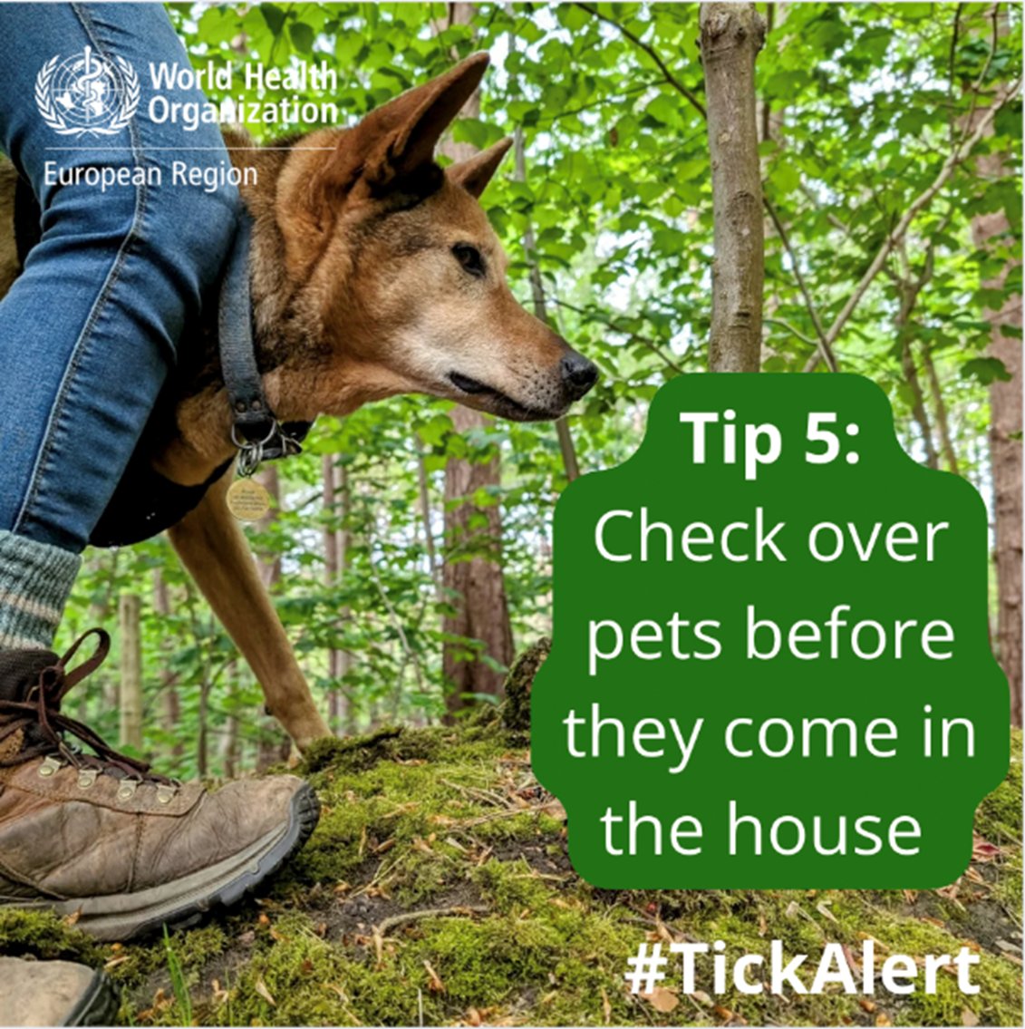 WHO_Europe's tweet image. This summer, be #TickAlert on behalf of your furry friends!

Cats 🐈‍⬛ and dogs 🐕 can also pick up #ticks. 

It’s important to regularly check their skin and fur too.
