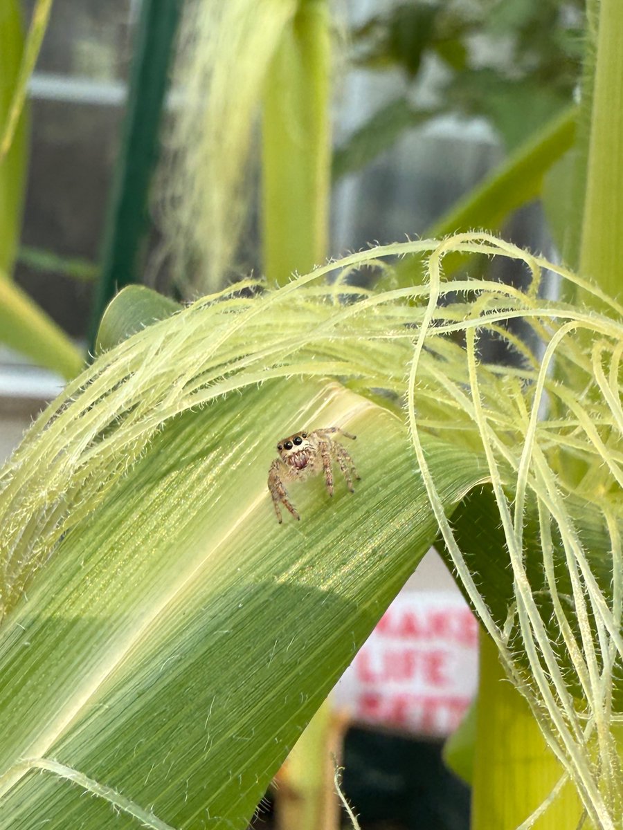 joonsjinn's tweet image. little jumping spider on my corn