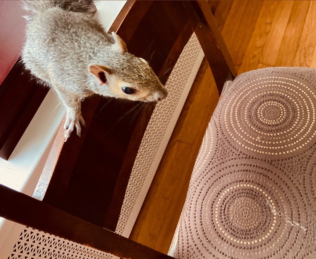 kristinhersh's tweet image. morning xo