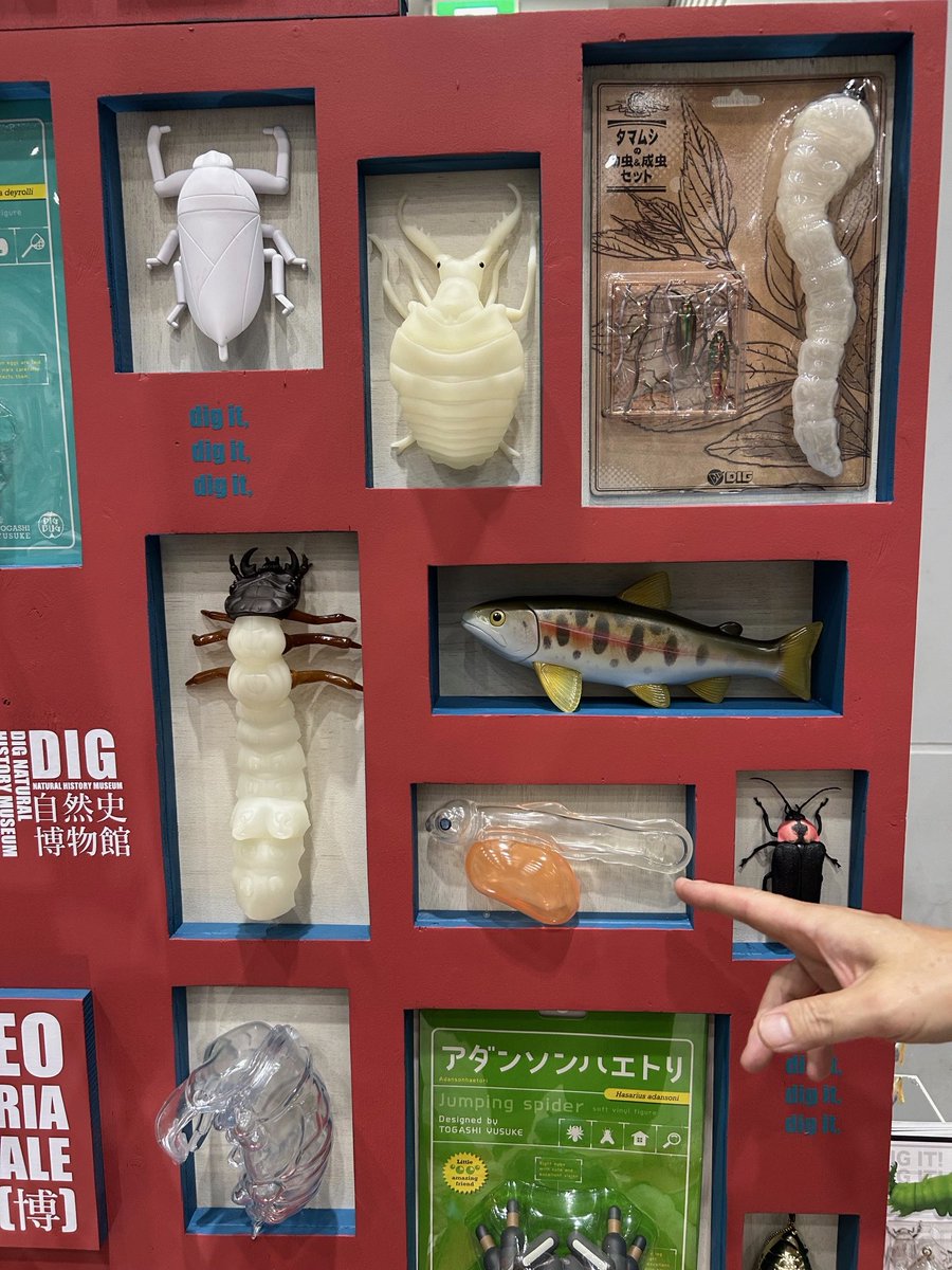 iwasaki_ikimono's tweet image. #博ふぇす、DIGさんのブースでさとう甲さんとお話ししました。
タガメ、アリジゴク、ハンミョウの幼虫、ホタル、ノコのサナギいいですね。これはサケですか? サケですよね! このラインナップ!