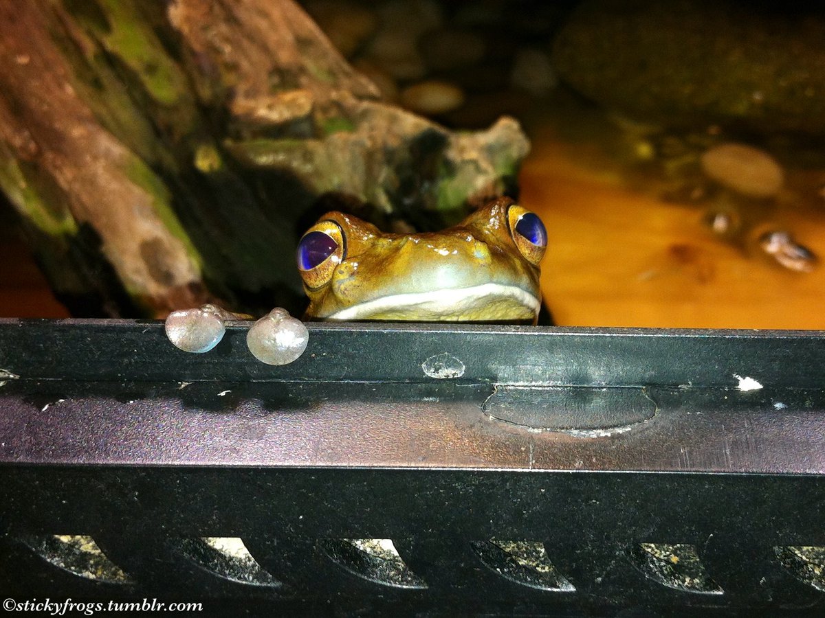 stickyfrogs's tweet image. Long Frog has returned with his Feeties of Enquiry to see if there are any more Treaties at the front door!