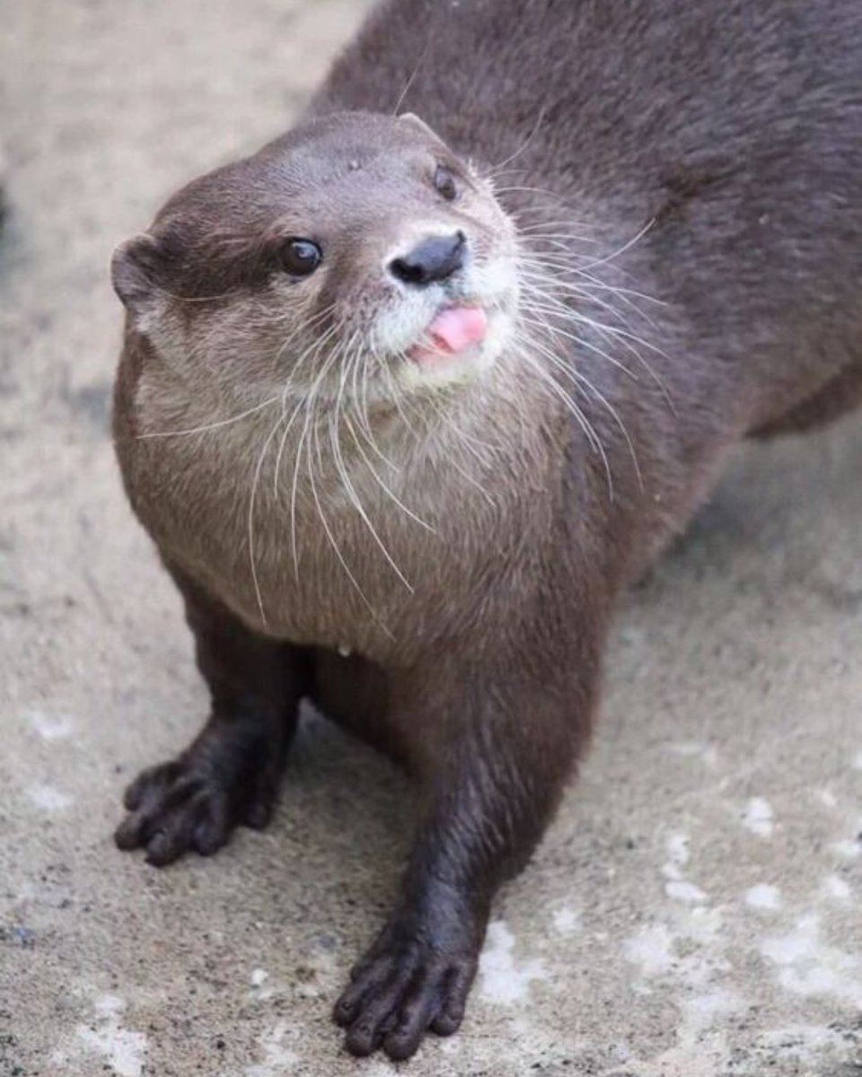 In_Otter_News2's tweet image. That is no way to talk to me if you want a lift to the pub, Steve!