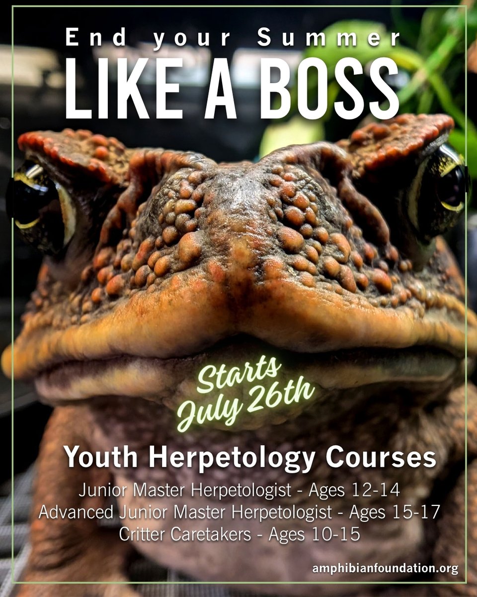 Amphibian Foundation (@amphibianfound) on Twitter photo Start this #ToadallyTuesday and end Summer 2025 with royal aplomb! Three of AF's online youth courses--all approved of by Duchess the Cane Toad--are holding court for students beginning on July 26!
amphibianfoundation.org/index.php/juni…
amphibianfoundation.org/index.php/adva…
amphibianfoundation.org/index.php/crit… Start this #ToadallyTuesday and end Summer 2025 with royal aplomb! Three of AF's online youth courses--all approved of by Duchess the Cane Toad--are holding court for students beginning on July 26!
amphibianfoundation.org/index.php/juni…
amphibianfoundation.org/index.php/adva…
amphibianfoundation.org/index.php/crit…