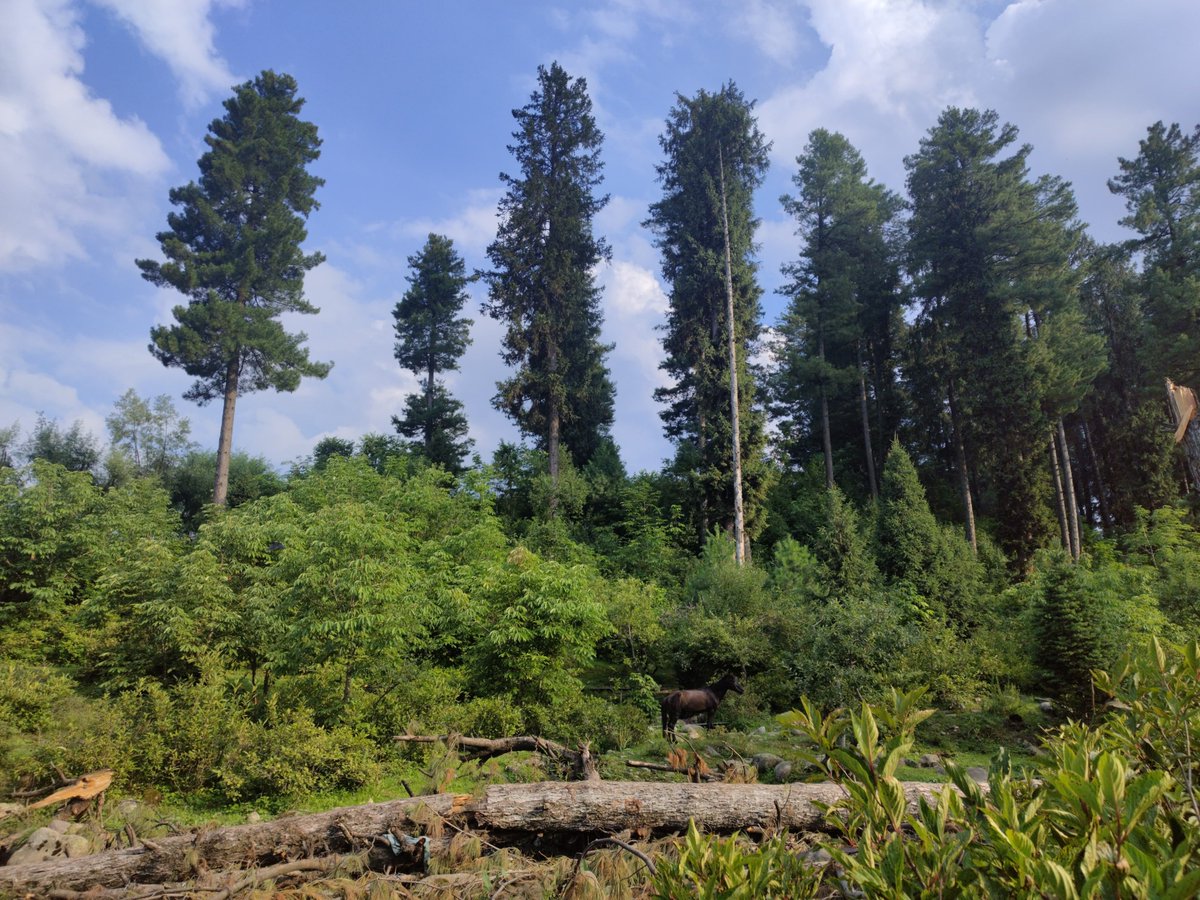 KashmirLife's tweet image. Lanilabb

#KashmirLife's Umaima Reshi on her outing to #Lanilabb, a village located in #Khansahib #Budgam, documented the essence of the place through her lens. See photos