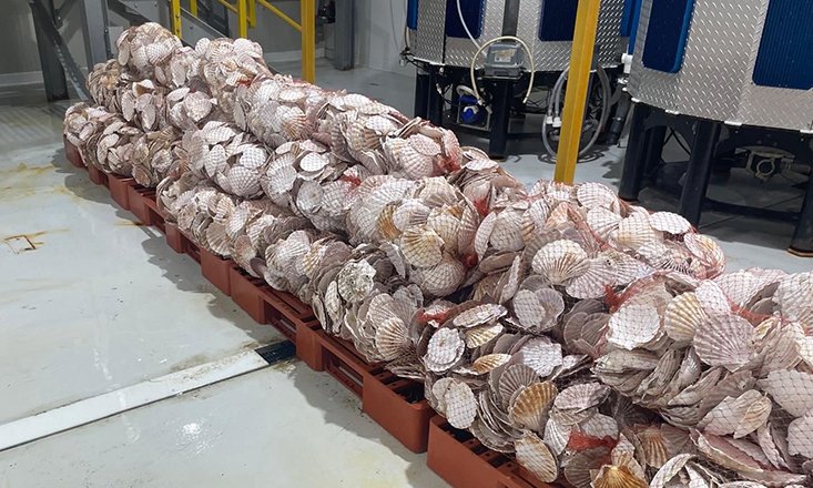 reNEWS_'s tweet image. RWE says it has completed a feasibility study which proves large-scale native oyster reef restoration can be executed at offshore wind farms in the North Sea.
renews.biz/102001/rwe-car…