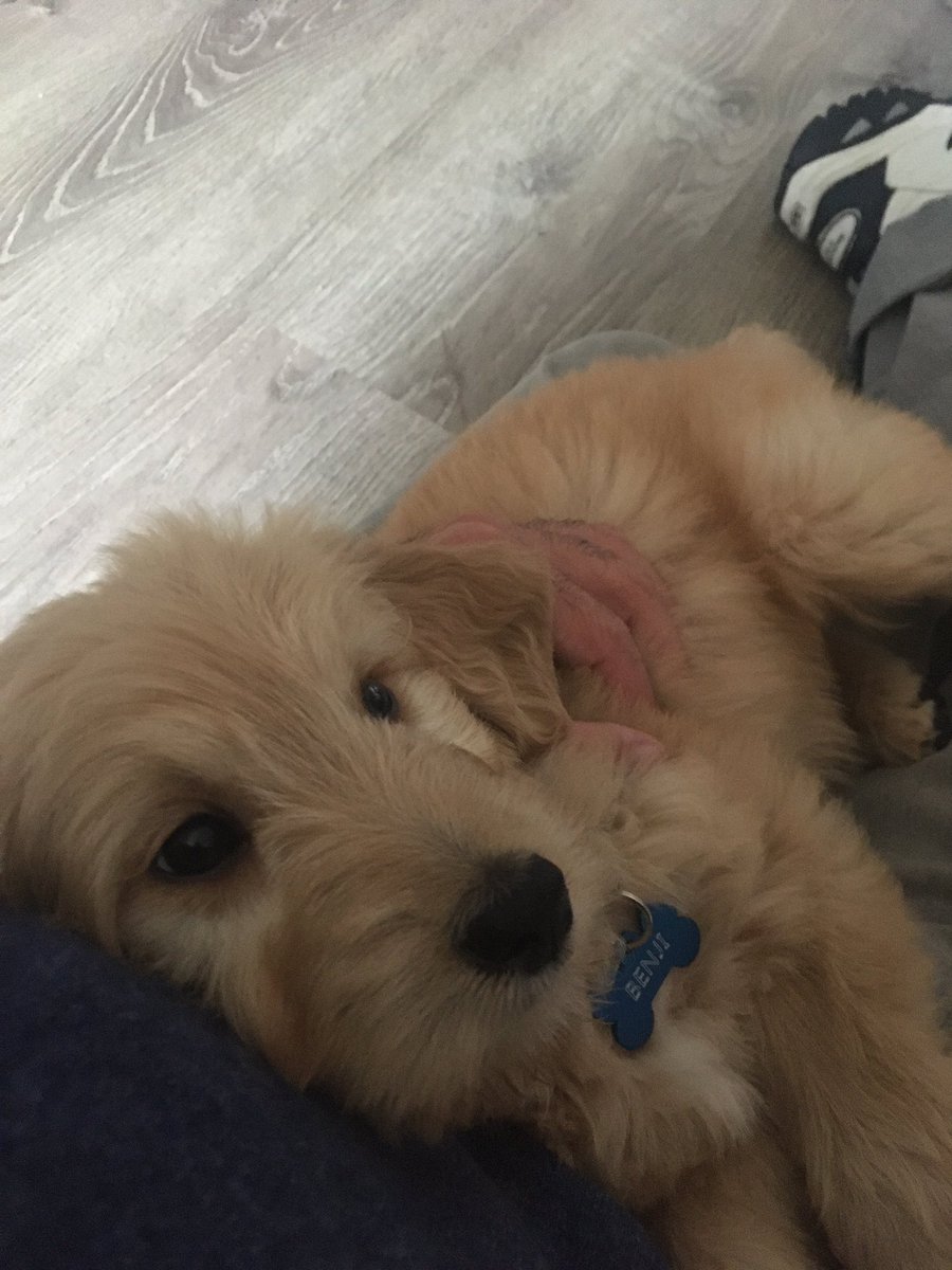 HowardA_AtLaw's tweet image. Tuesdays are better with puppy pics!
1) Benji as a baby puppy
2) His "big brother" Barney as a baby puppy
3) A very old pic of my childhood dog, Barkley as a baby puppy and a much younger me (don't ask how much!)