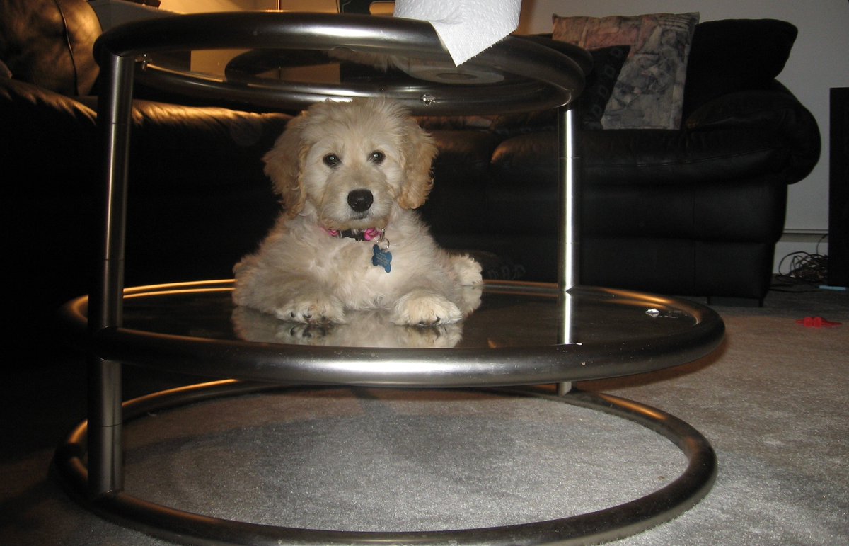 HowardA_AtLaw's tweet image. Tuesdays are better with puppy pics!
1) Benji as a baby puppy
2) His "big brother" Barney as a baby puppy
3) A very old pic of my childhood dog, Barkley as a baby puppy and a much younger me (don't ask how much!)