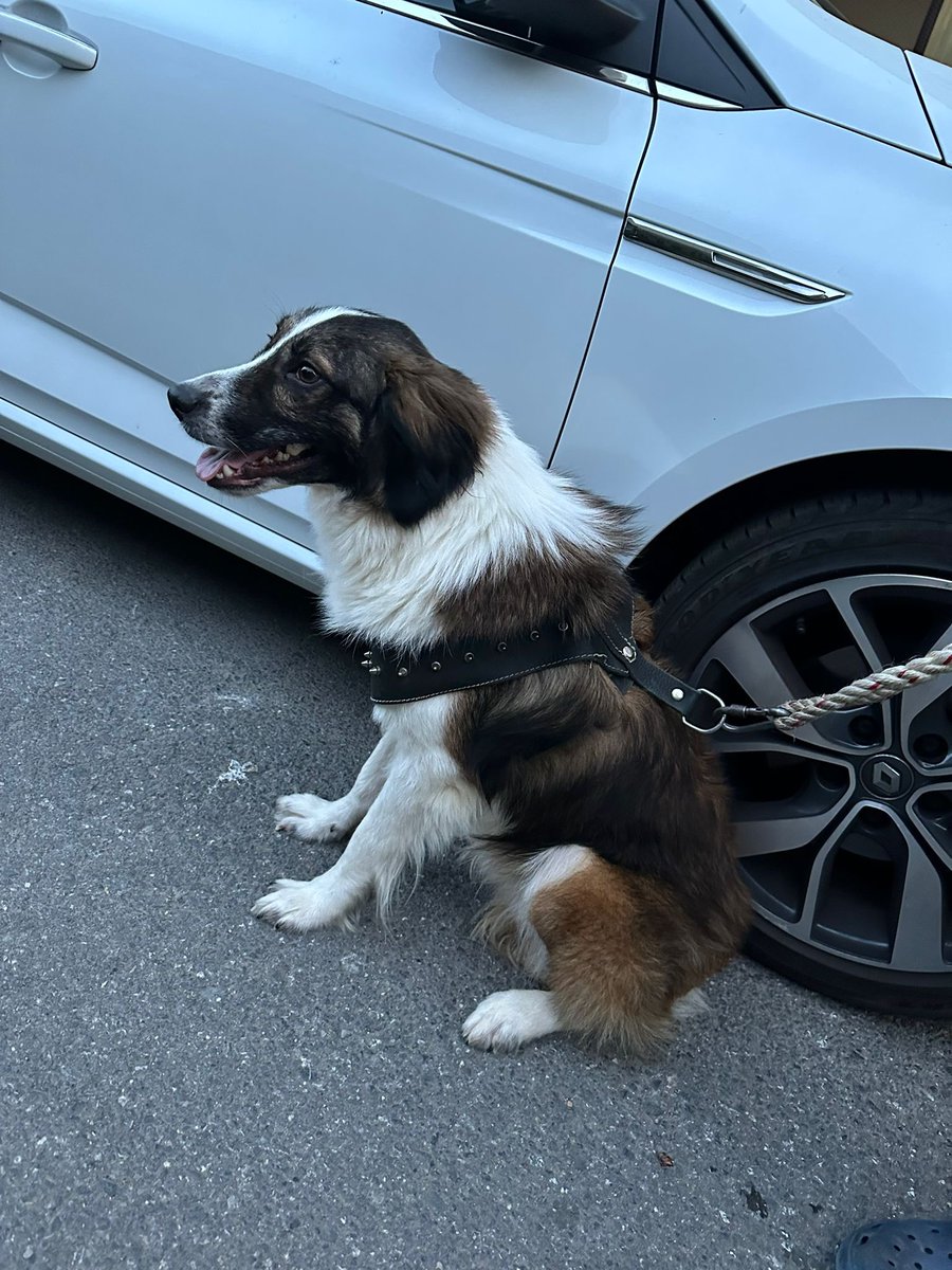 Taşınacağı için yanında götüremiyormuş klasik  bahaneler. 2 yaşında, kedi- köpek hepsiyle uyumlu. Vazgeçmek, ortada bırakmak bu kadar kolay olmamalı.  Barınağa veya sokağa terkedecekmiş başka çarem yok diyor. Geçici veya kalıcı yuva aranıyor bu cocuk icin.
0537 782 35 60 İSTANBUL