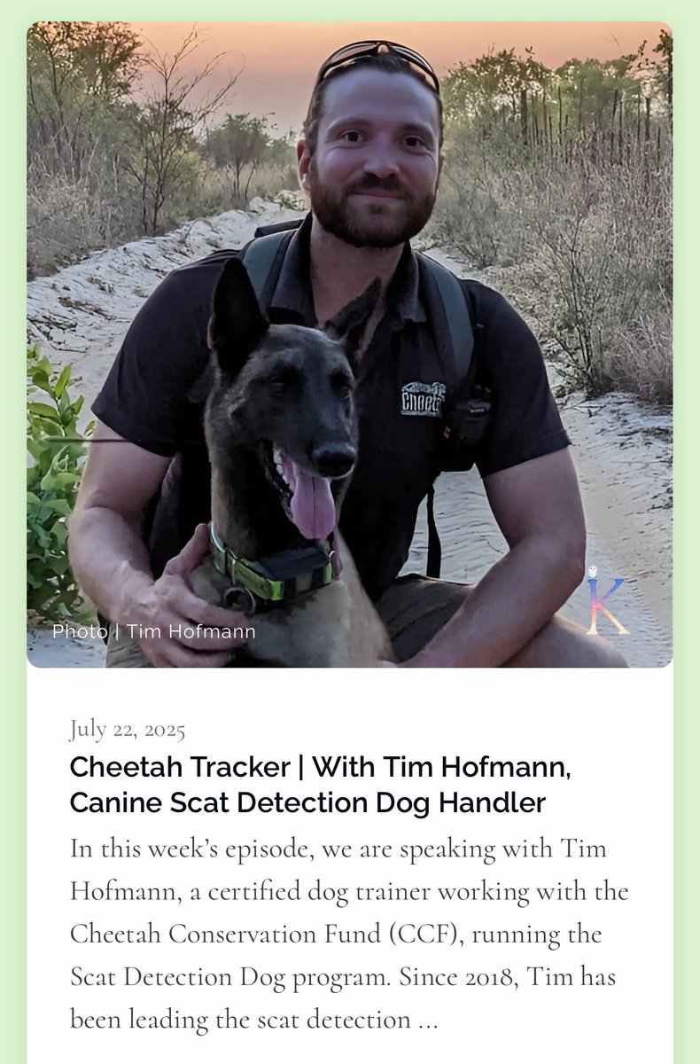CCFCheetah's tweet image. Be sure to catch the new episode of the Kindred Podcast with CCF's Tim Hofmann! Tim discusses his work with scat detection #dogs - and the ways dog training and #conservation intersect to protect threatened species, like #cheetahs.
🎧Listen now!
kindredpodcast.co/cheetah-tracke…