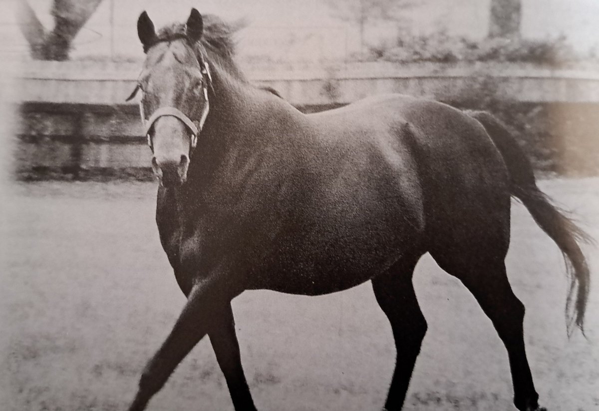 UNBRIDLED'S SONG 🇺🇸1993
(UNBRIDLED  - TROLLEY SONG BY CARO)
#UnbridledsSong
B/ Mandysland Farm(Ky) Feb 18, 1993.
O/ Paraneck Stable
T/ Nick Zito
FTSAUG $200,000
BARMAR $1,400,000
12-5-4-0----$1,311,800
Breeder's Cup Juvenile G1, Wood Memorial S G2, Florida Derby G1, Olympic H.