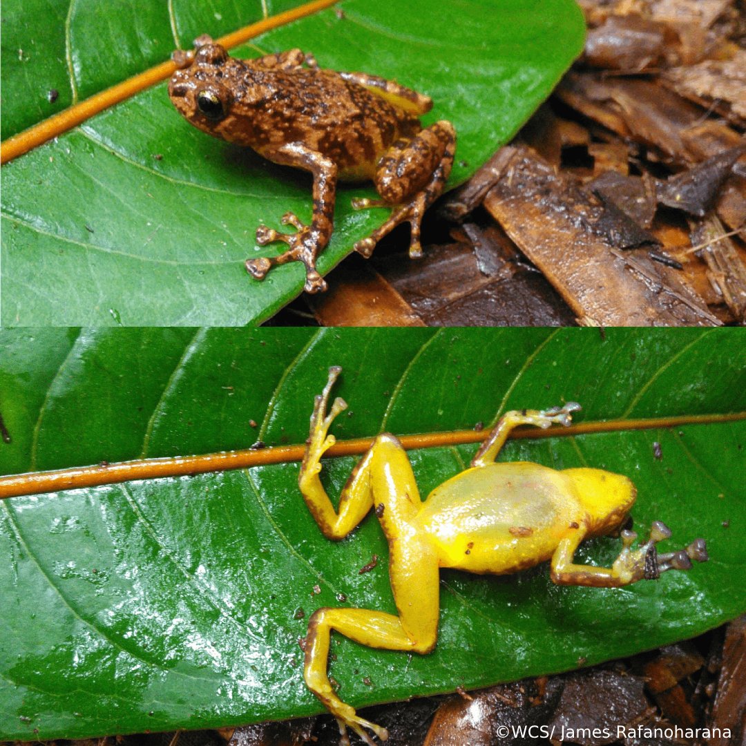 WCS_Mada's tweet image. Scientific breakthrough!
Genetic studies reveal Platypelis mavomavo's true range in Madagascarβkey for its conservation.
π To find out more, read the full article here : bit.ly/45NXhSR