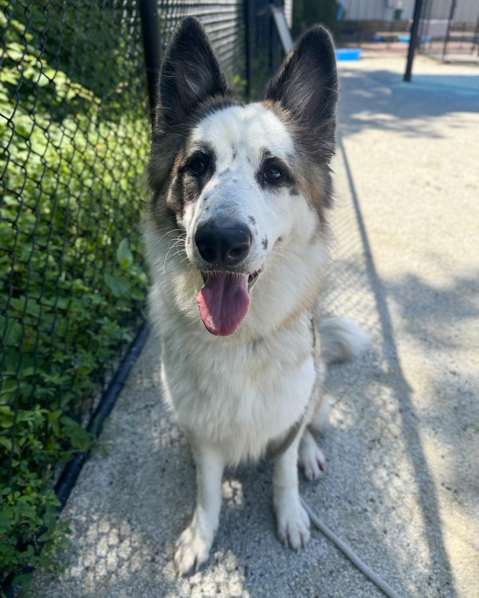jonjohnsonwip's tweet image. Harley, Drizella, and Kilo were saved from cruelty by @PSPCA. Now they need a home. Summer is the perfect time to adopt!