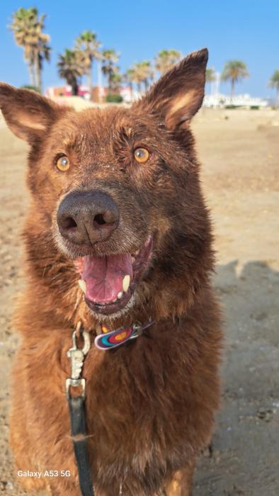 protectorasvpap's tweet image. Delay es nuestro perro más veterano, y no es un perrito faldero, tiene carácter, y solo con paciencia y mucho amor te acepta como amigo, pero entonces es tu más fiel amigo, y te acompañará en todas las aventuras que quieras vivir.
