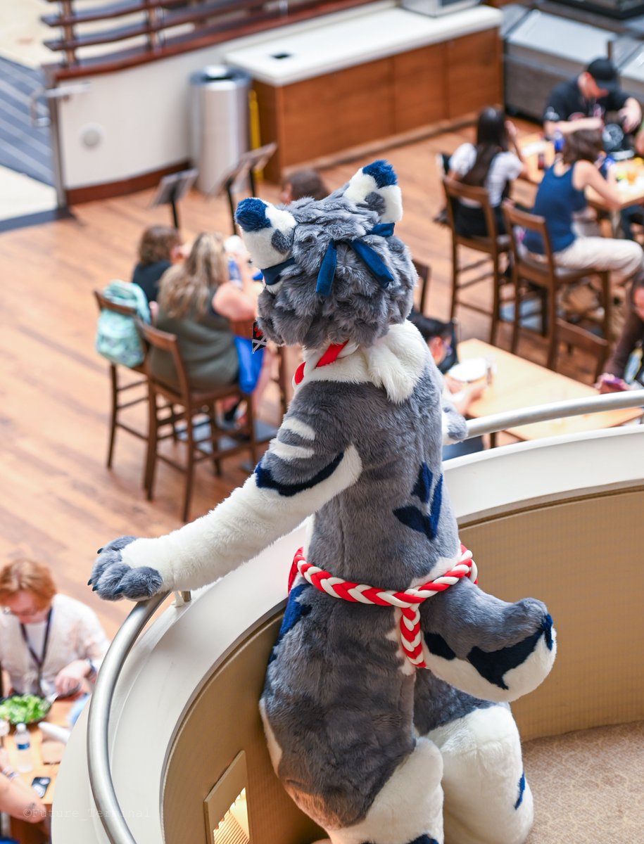 QDHfur's tweet image. a furry guardian overlooking
📸：@Future_Terminal