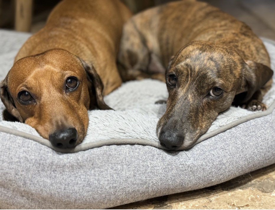 SAL438245's tweet image. I have the most stubborn breed in the world, a dachshund. Tell me if there’s a more stubborn breed than that.