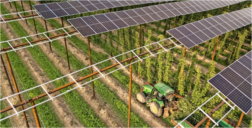 CoalDead's tweet image. Ich bin eher konservativ und trinke gerne Bier (wie jetzt? nicht links-woke und grün versifft ???)
Daher finde ich es gut, dass Agri-PV auch in der Zukunft für guten Hopfen sorgt. Prost 🍻
