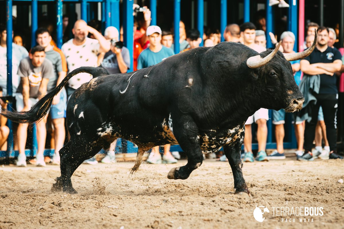 Una pintura este astado de Venta Nueva exhibido ayer en Moncófar. Más información en el post: terradebous.com/2025/07/un-jue…