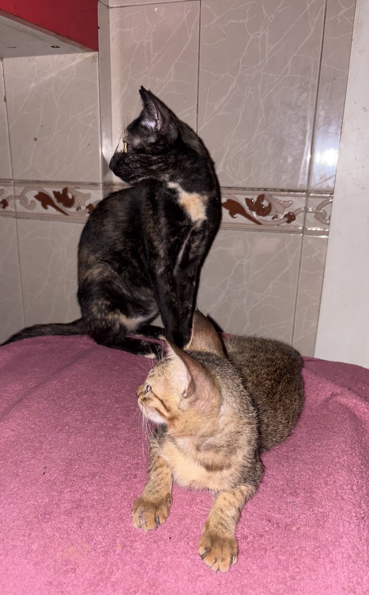 Copy cat