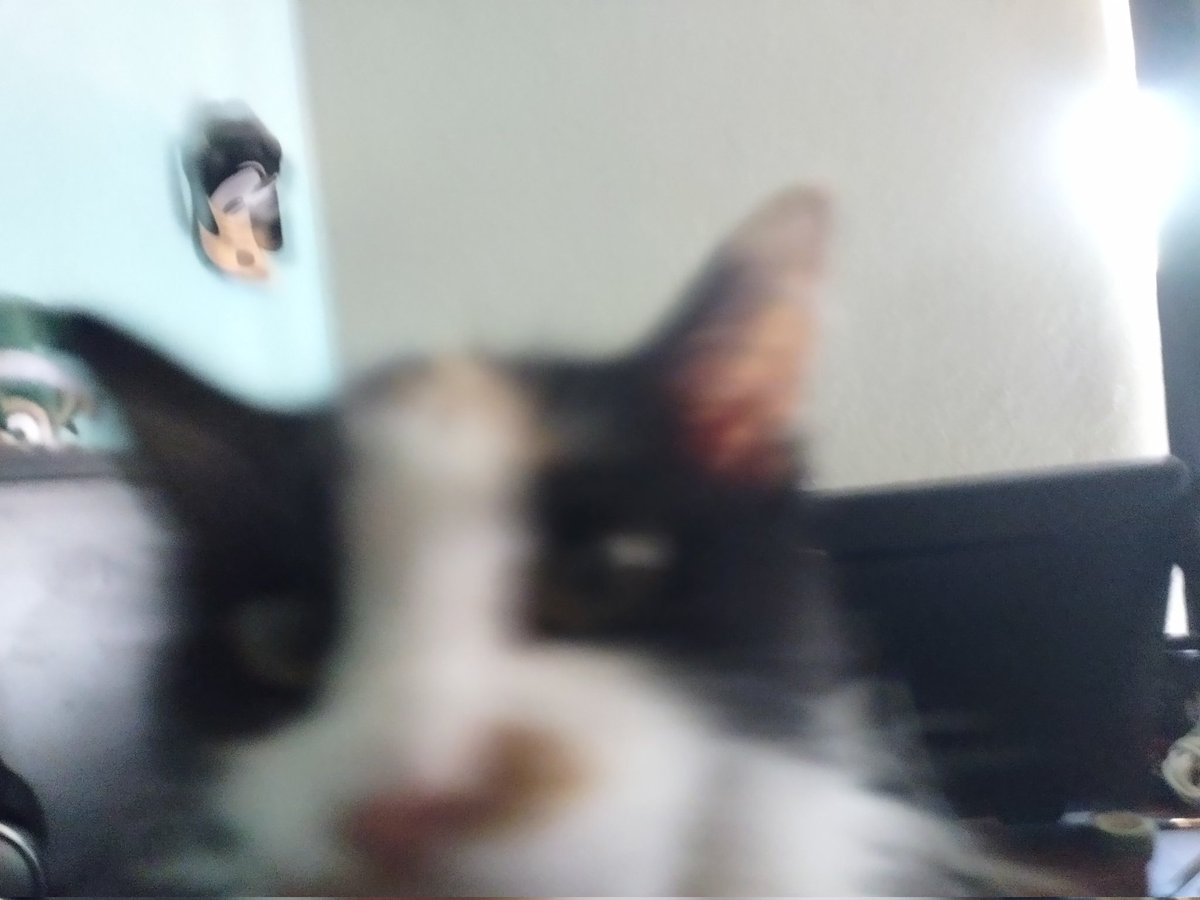 Shugarrbeans's tweet image. Ogh is that being a treato bagi Yous openims? #catsoftwitter