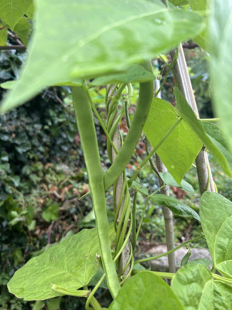 后院豇豆还没长起来，但豆角却已经可以收获了！