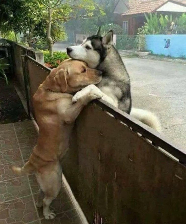 BestinDogs's tweet image. On a scale from 1 to 10 how beautiful is this photo ?❤️