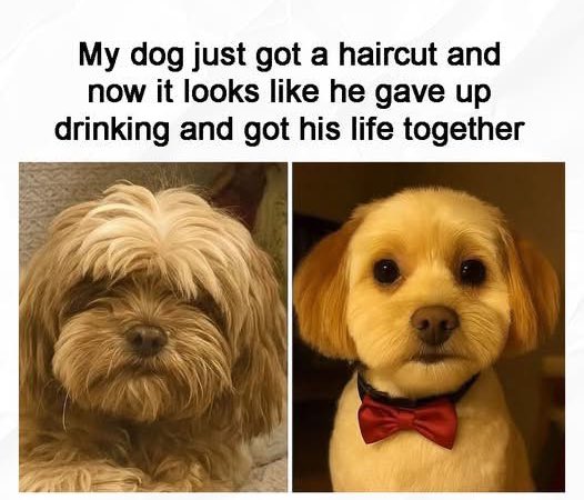 🤣🤣
