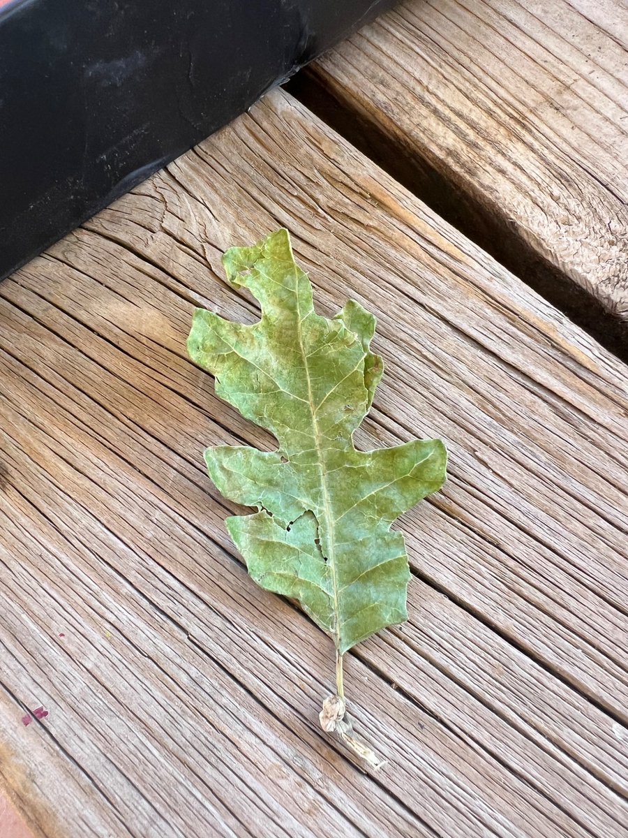 MichelleBe21575's tweet image. My daughter had been working on a painting before she left for Israel
She went to park and came home. And showed me this leaf! I still have it. I keep everything