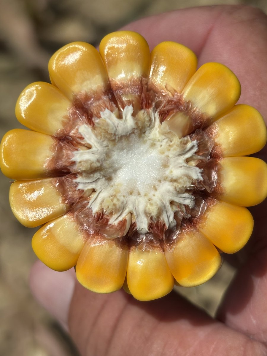 Kevin Lawson (@faulkneruada) on Twitter photo Silage harvest is underway in Faulkner County! Simon Brother’s farm started this week and harvest is going good with a good yield so far. 🌽 <a href="/AginArk/">UA System Div of Ag</a> <a href="/AR_Extension/">Arkansas Cooperative Extension Service</a> <a href="/AR_Feedgrains/">Jason Kelley</a> Silage harvest is underway in Faulkner County! Simon Brother’s farm started this week and harvest is going good with a good yield so far. 🌽 <a href="/AginArk/">UA System Div of Ag</a> <a href="/AR_Extension/">Arkansas Cooperative Extension Service</a> <a href="/AR_Feedgrains/">Jason Kelley</a>