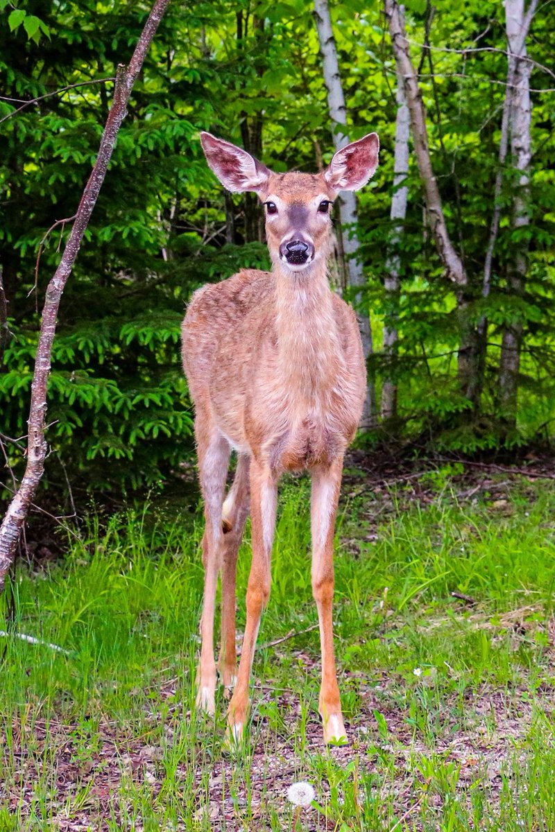 FKarpala's tweet photo. Hi, I can see you. #deer #wildlife https://t.co/Pv97kFfb5u