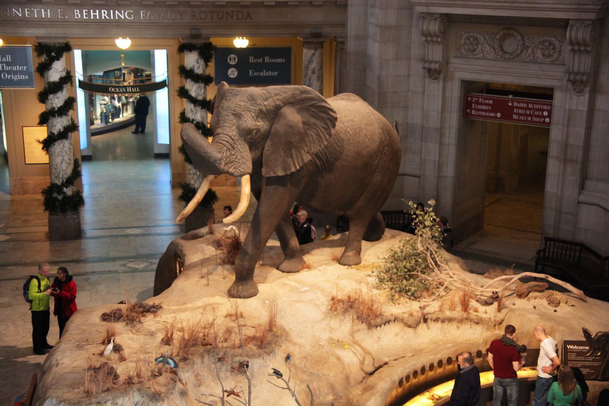 Protect_Wldlife's tweet image. The largest African Elephant ever recorded was an African Savanna Elephant named Henry. Rocking in at a massive 24,000 lbs (11,000 kg), with a shoulder height of 3.96 meters (13.0 ft), and being at least a meter taller than the average male African Elephant.
Unfortunately his…