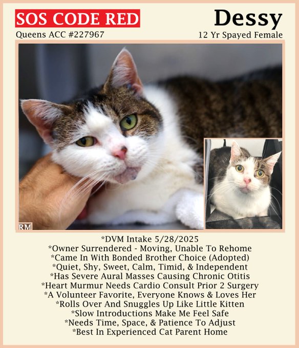 sachikoko's tweet photo. 🆘CODE RED🆘2ND CHANCE TBK THU 7/24/25🆘
🙏🏾PLZ #PLEDGE 2 SAVE MY LIFE
💝Sweet 12YO #Senior #Tabby &amp; White Kitty DESSY💝
💔😿Owner Moving, Severe Aural Masses Causing Otitis
🚨Needs #Adoption #Rescue #Foster🚨
▶227967 https://t.co/zwh9JvNSdF
🙏🏽#AdoptDontShop
#Queens #NYCACC #Cat https://t.co/zgt2GGIgTP