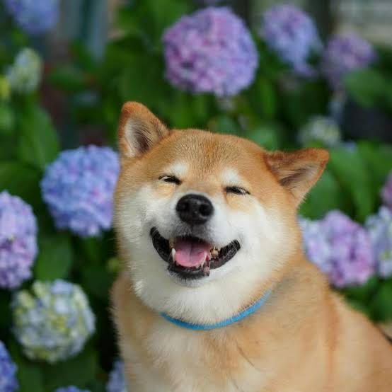 Marutaro 

one of the most famous shiba inu  in japan

#1 shiba inu on ig with 2.3m followers

$Maru

8gi9WAZsPFahsHVZisNPsNyE3DvSohhHJZYHqDZebonk

instagram.com/marutaro/