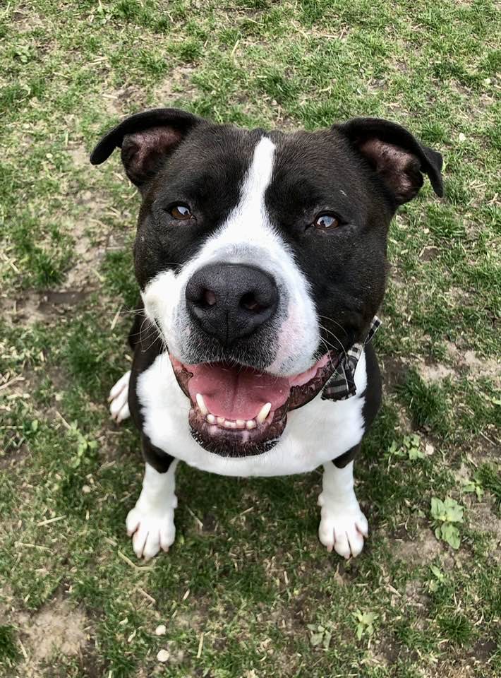 Just some paw-some smiles for your feed 🐶🐾 #AdoptDontShop #DogShelter #MaxFundAnimalShelter #AdoptMe