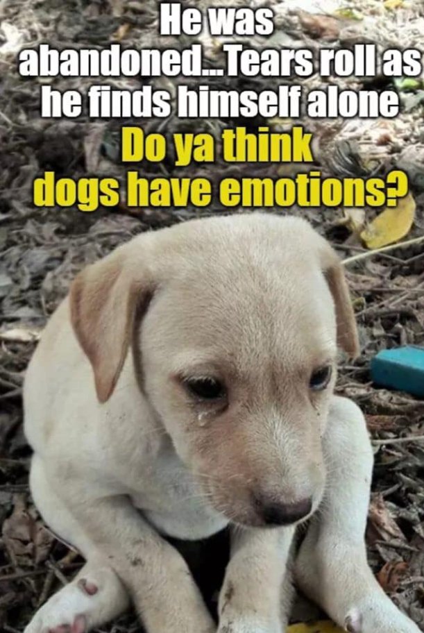 TweeetsOfDogs's tweet image. Tears have no language and yes they do understand and have emotions.