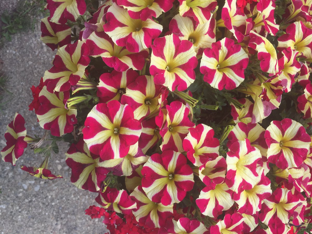 msprmclaugh's tweet image. Some flowers to brighten the day.